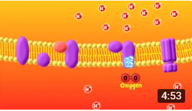 Respiration video series